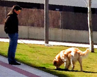 Sarriguren podría contar con nuevas zonas de esparcimiento canino en determinados horarios