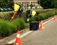 Mañana se podarán los arbustos de la avenida Reino de Navarra de Sarriguren