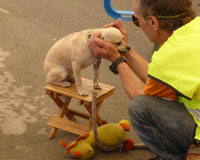 El primer concurso canino de Sarriguren se celebró en fiestas