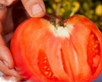 La III Feria del Tomate Antiguo se celebrará en Sarriguren y Pamplona