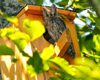 Sarriguren contará con nidos para combatir las plagas de insectos y ratones