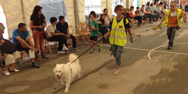 fiestas_sarriguren_2015_concurso_canino3