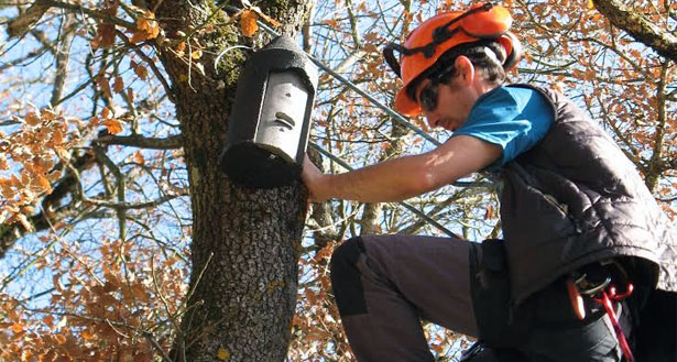 voluntario_medioambiente_arbol