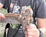 Revisión de las cajas nido de autillo en Sarriguren